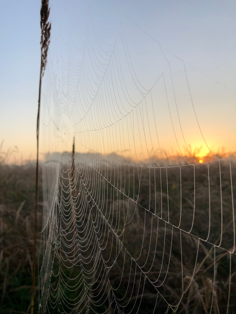 Sunrise at Muscatatuck National Wildlife Refuge, outside Seymour, Indiana